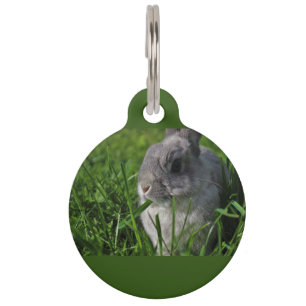 Snack Time Pet Tag