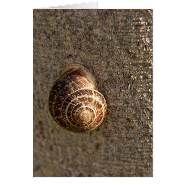 Snail (Front)