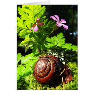 Snail