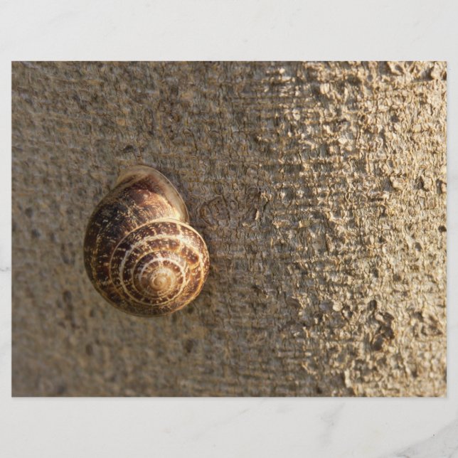 Snail (Front)