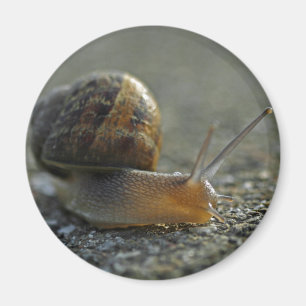 Snail 1 Magnet
