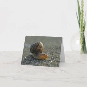 Snail 1 Note Cards