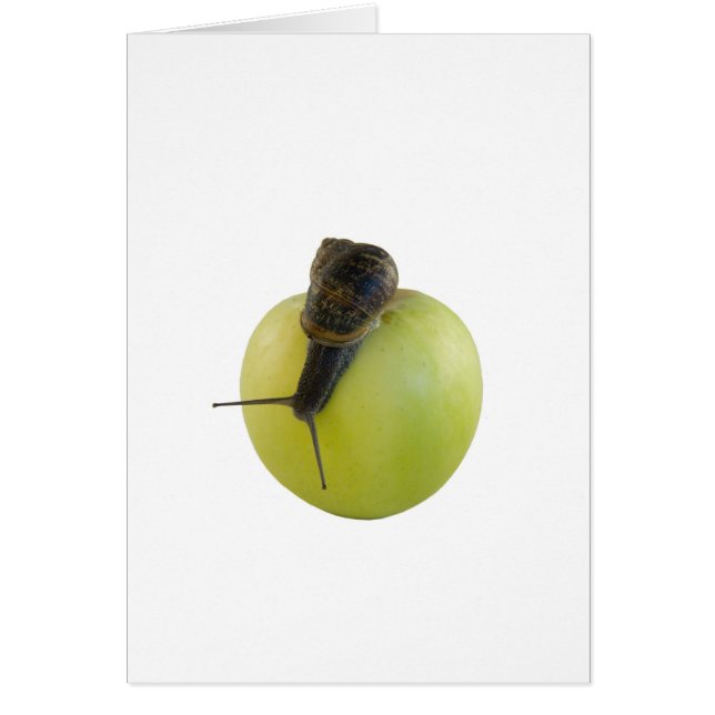 Snail and apple (Front)