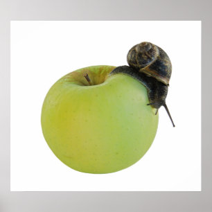 Snail and apple poster