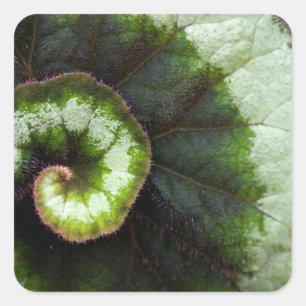 Snail Begonia Leaf Square Sticker
