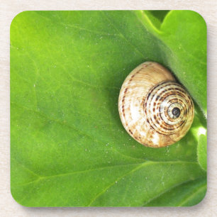 snail coaster
