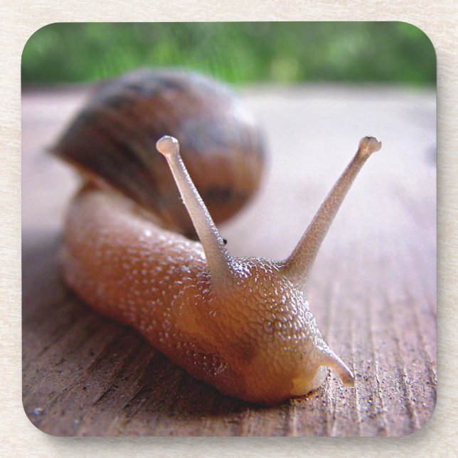 Snail Coaster (Front)