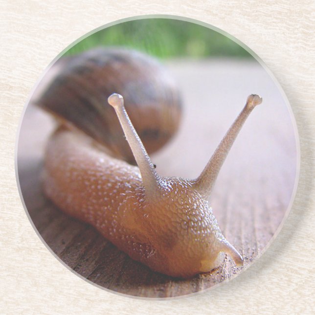 Snail Coaster (Front)