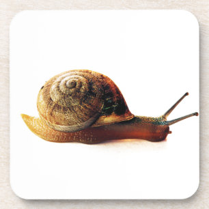 snail coaster