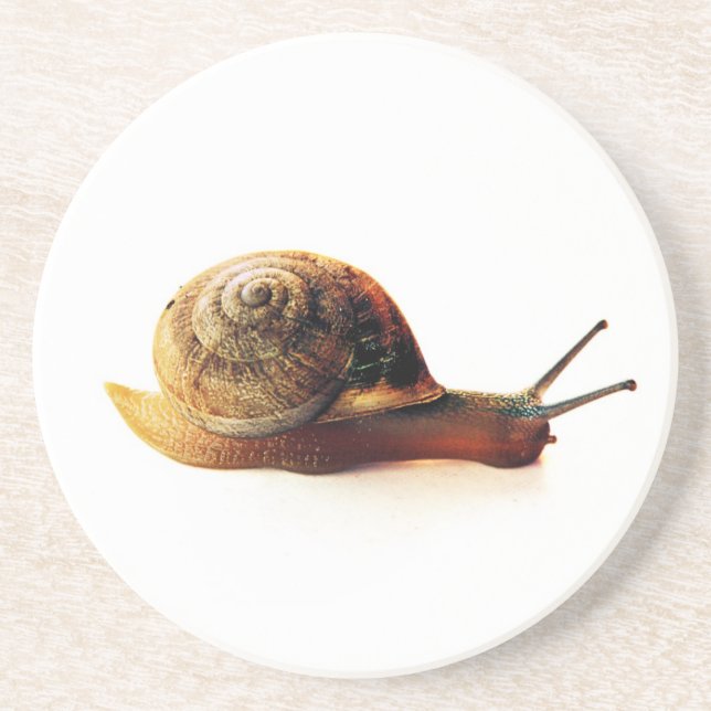 snail coaster (Front)