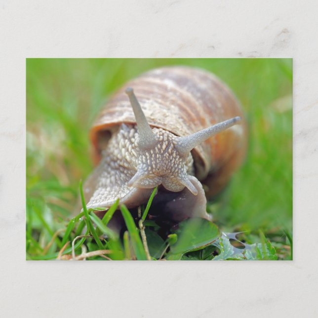 Snail eating Grass Postcard (Front)