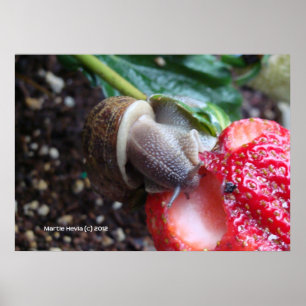 Snail Eats Strawberry Poster