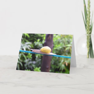 SNAIL EQUILIBRIST card