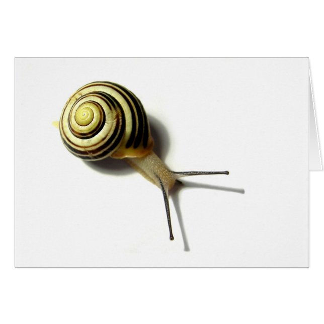 SNAIL FROM JUNGLEWALK.COM (Front Horizontal)
