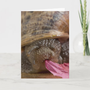 Snail Greeting Card Photo Blank