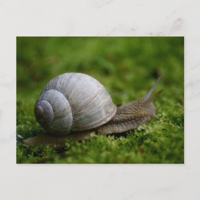 Snail in Vegetation Postcard (Front)