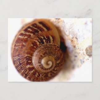 Snail It! Postcard