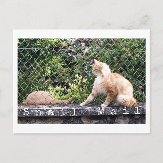 Snail Mail Cat Postcard (Front)
