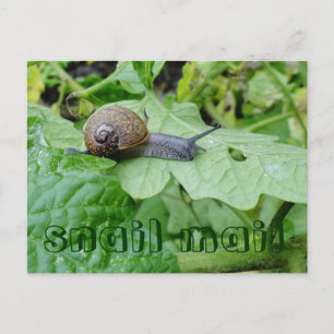 Snail Mail Postcard