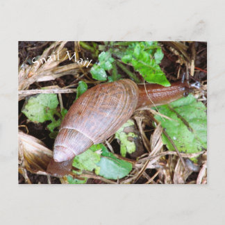 Snail Mail Postcard Postcrossing