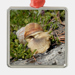 Snail of Burgundy in the french Alps Metal Tree Decoration