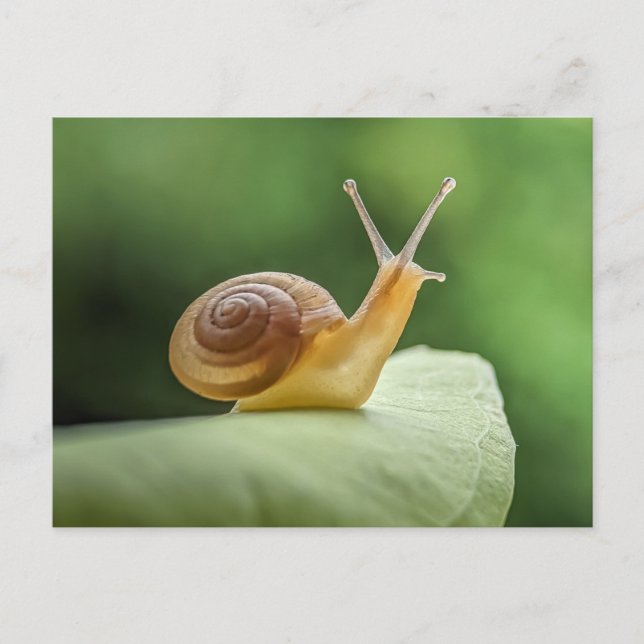 Snail On A Leaf Postcard (Front)