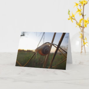 Snail on a Stem Card