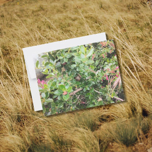 Snail on Pink Escallonia Garden Shrub Foliage Postcard