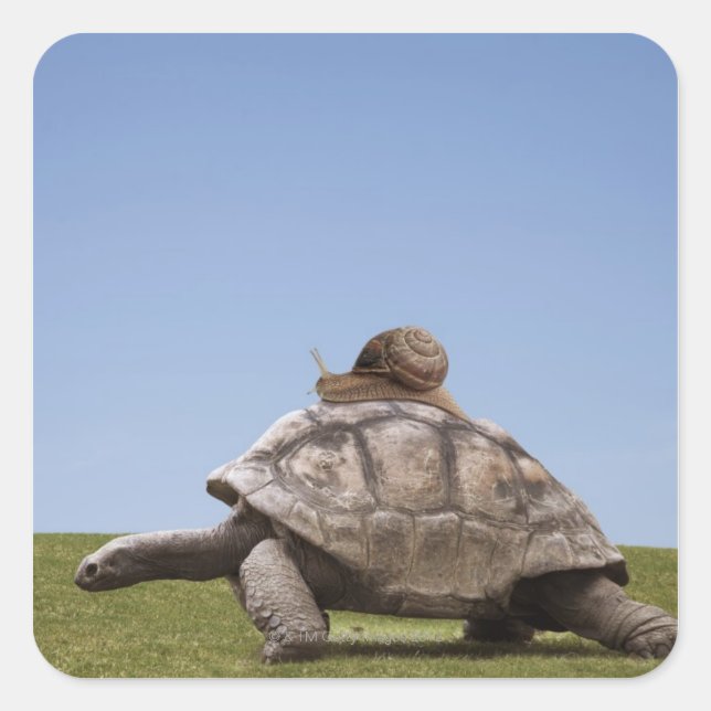 Snail over a turtle square sticker (Front)
