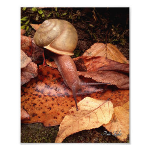 Snail Photo Print