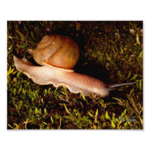 Snail Photo Print