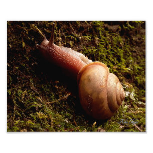 Snail Photo Print