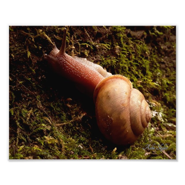 Snail Photo Print (Front)