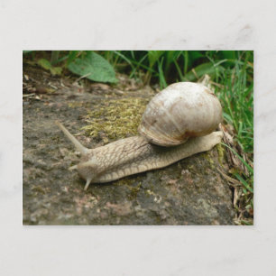 Snail Postcard