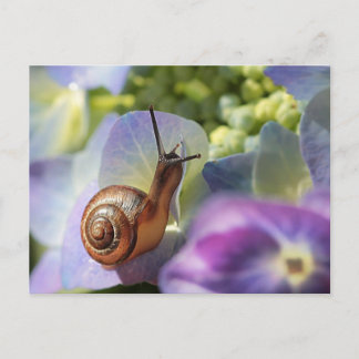 Snail Postcard
