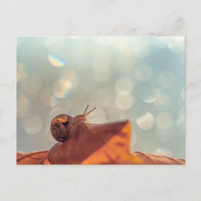 Snail Postcard (Front)