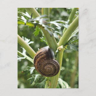 Snail Postcard