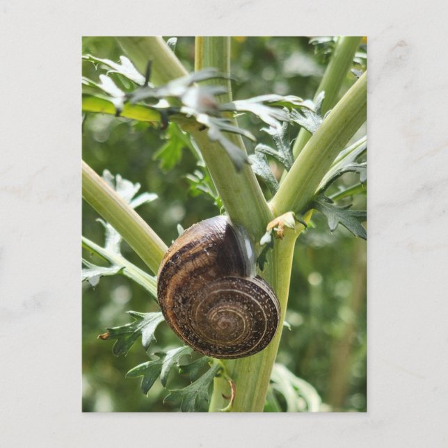 Snail Postcard (Front)