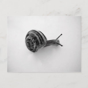 Snail Postcard