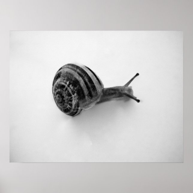 Snail Postcard Poster (Front)