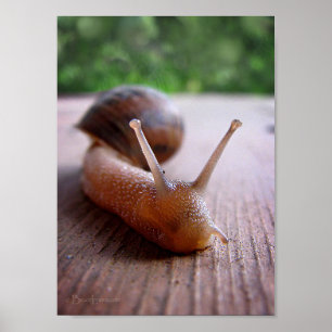 Snail Poster