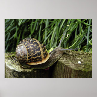 Snail Poster