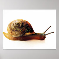 snail