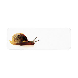 Snail Return Address Label