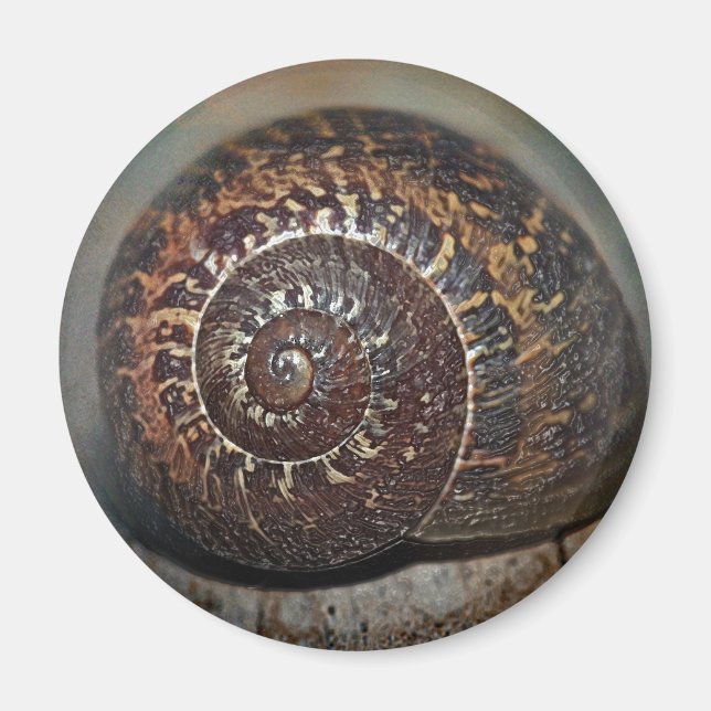 Snail Shell Magnet (Front)