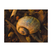 Snail Shell on Rocky Shore Sunset