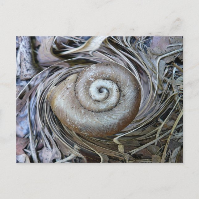 Snail Shell Spiral Postcard (Front)