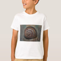 Snail Shell