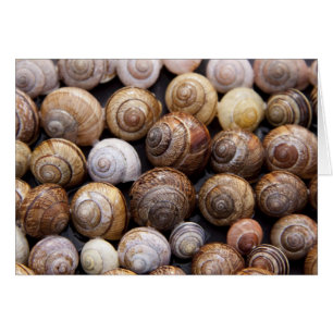 Snail Shells