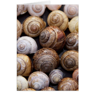 Snail Shells